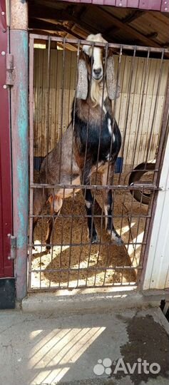 Козел производитель