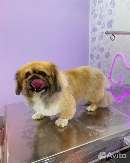 Грумер стрижка собак зоосалон