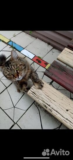 Кошка в дар