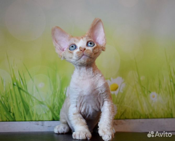 Котик Devon Rex