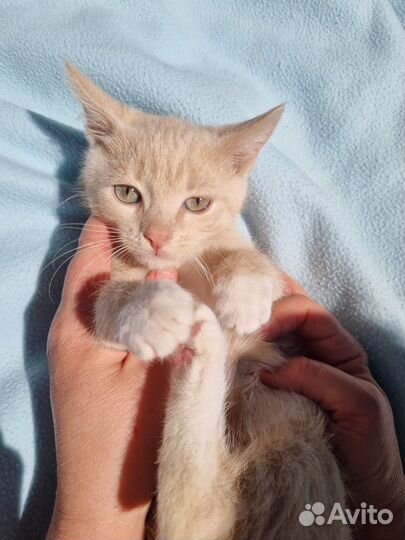 Малыш Левушка ищет дом