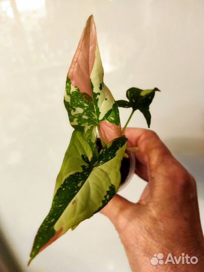 Сингониум Ред Спот Триколор