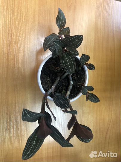 Орхидея лудизия