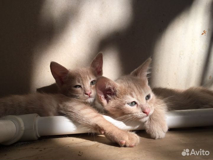 Отдаю котят-мальчиков