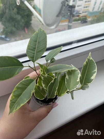 Фикус бенджамина