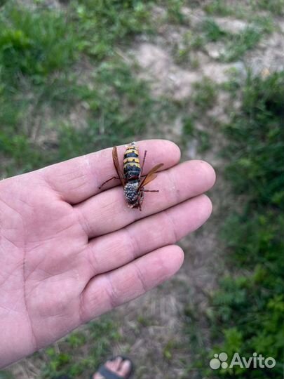 Удаление осиных гнезд, уничтожение ос, шершней