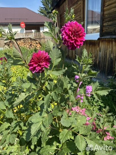 Георгины клубни