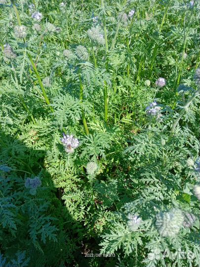 Семена фацелии