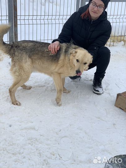 Собака добрая собака в Казани