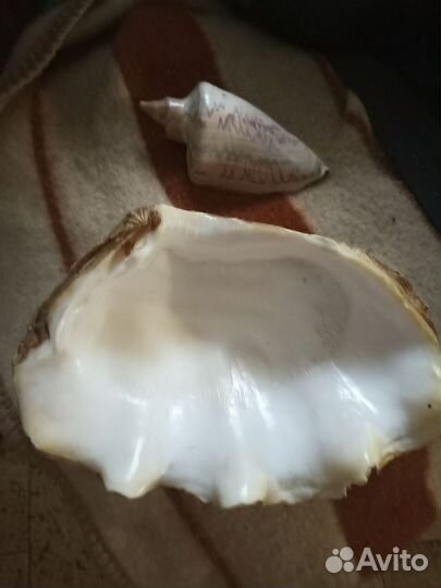 Морские ракушки