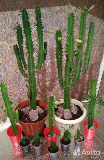 Молочай Эуфорбия