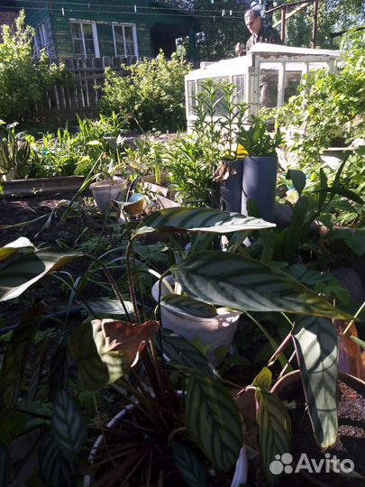 Комнатные цветы