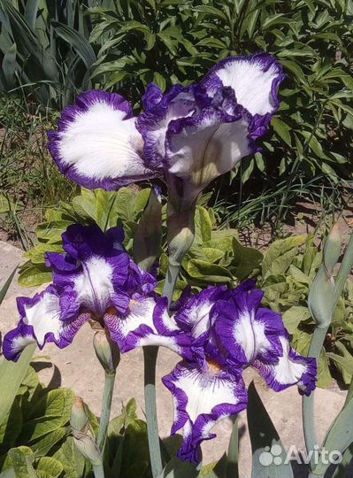 Сортовые ирисы, пионы, лилейники, хоста и малина