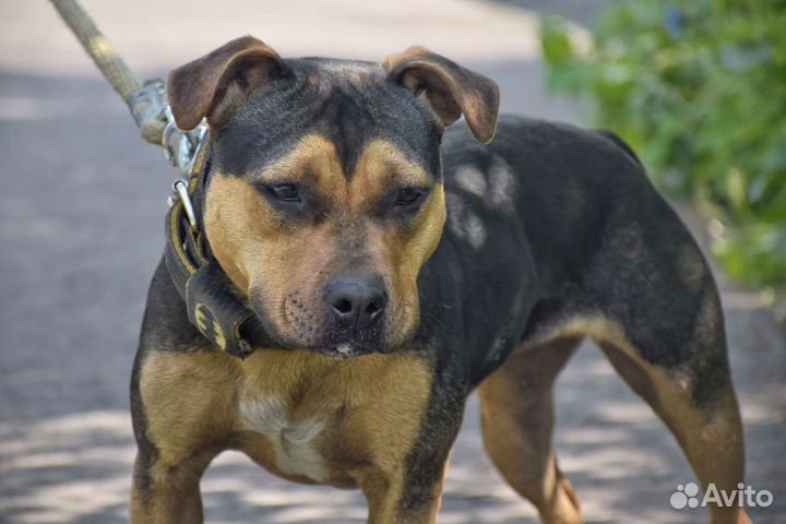 Сука питбуля в добрые руки