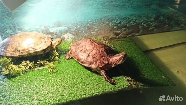 Красноухие черепахи