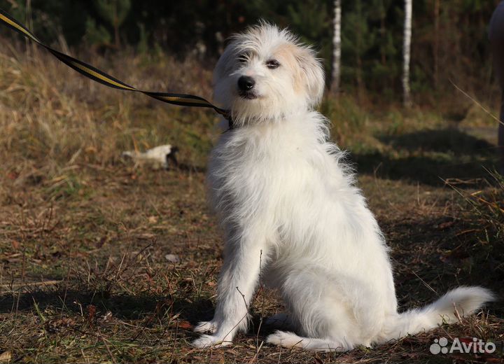 Собака Лола