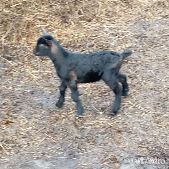 Козы дойные