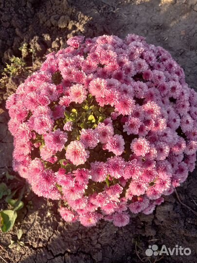 Цветы хризантемы мультифлора