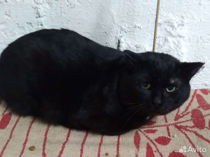 Кот чёрный