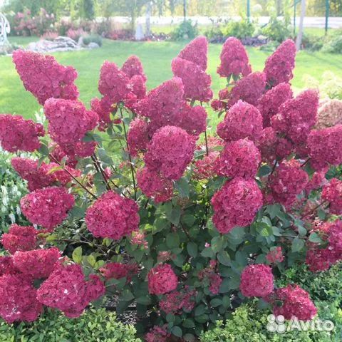 Саженцы Гортензия метельчатая Самарская Лидия