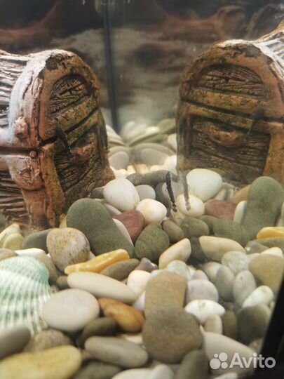 Аквариумные рыбки сомики