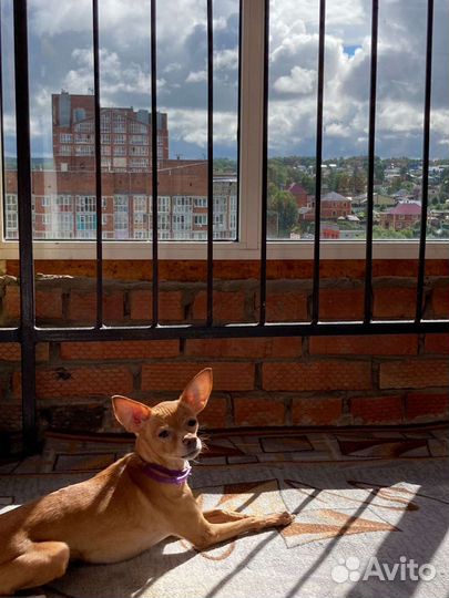 Собака в добрые руки