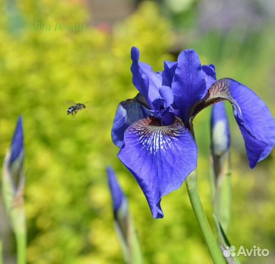Многолетние растения для вашего сада