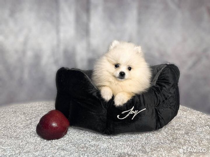 Шпицы с документами