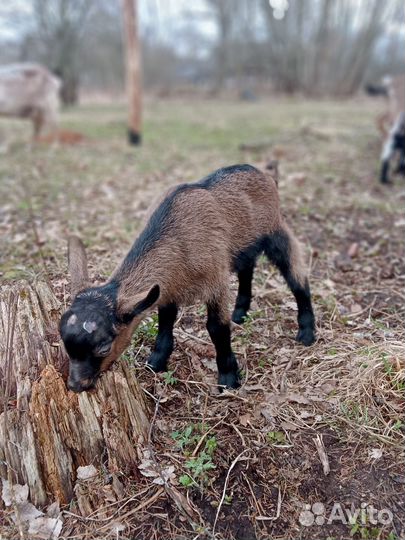Альпийский козлик