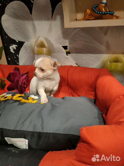 Девочка стандарт