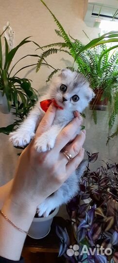 Шотландская