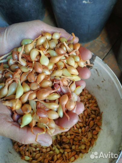 Лук севок, выборка