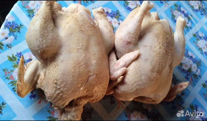 Домашние куры бройлеры