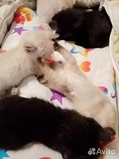Котята Тайской кошки