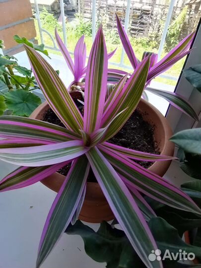 Традесканция зебрина фиолетовая