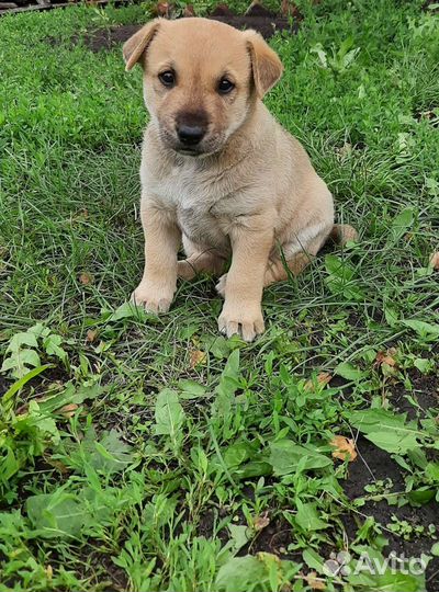Собаки бесплатно в добрые руки щенки