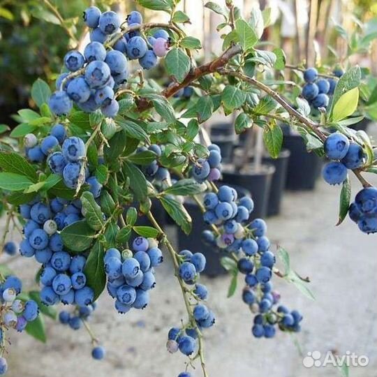 Саженцы голубики 3х летние