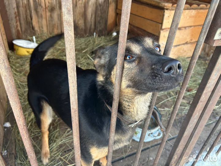 Собака в добрые руки отдам бесплатно