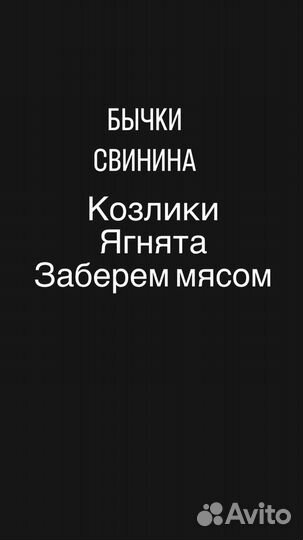 Быки на мясо