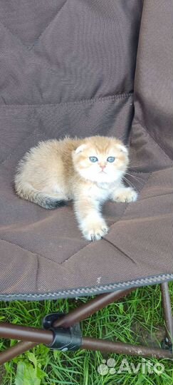 Шотландские котята
