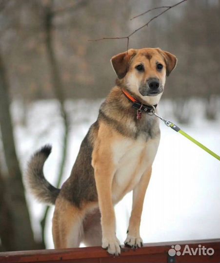 Ищет дом Дафна - прекрасный друг и член семьи