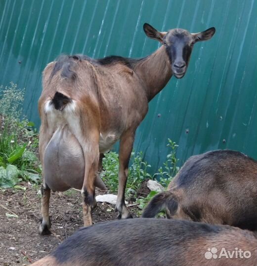 Альпийские козы