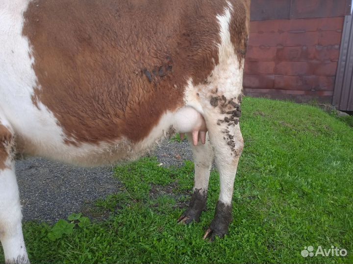 Первотелок молочной породы