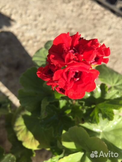 Герани разные :розабудная,королевская,махров