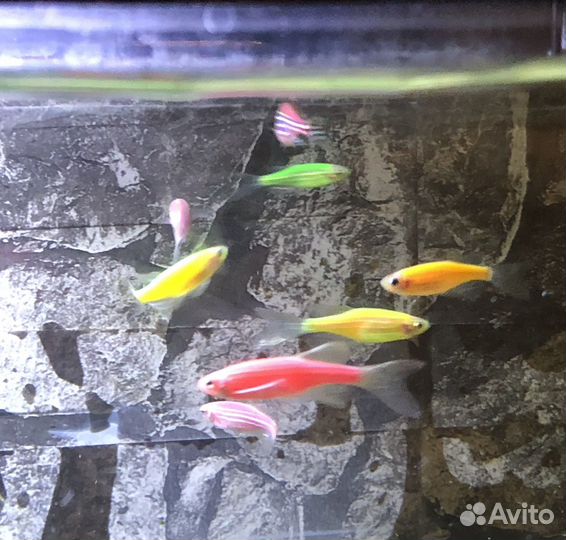 Рыбки Данио