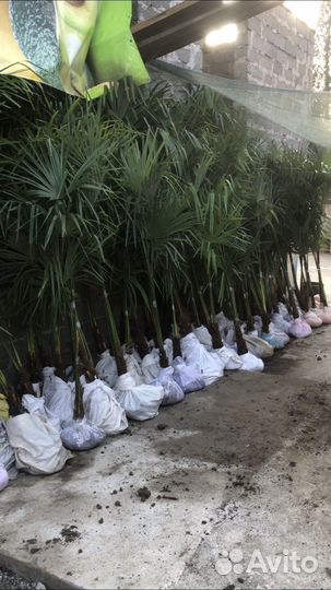 Пальмы трахикарпус