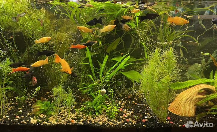 Аквариумные рыбки, растения, улитки