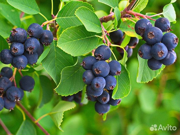 Саженцы Ирги