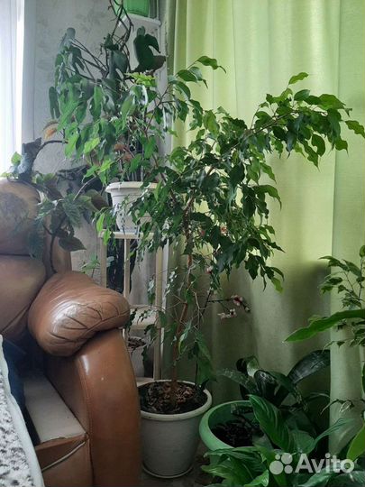 Фикус бенджамина