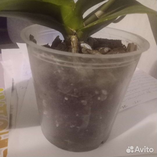 Орхидея фаленопсис